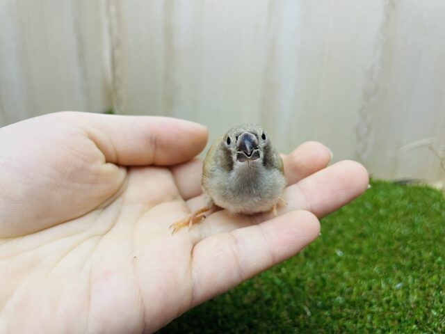 錦花鳥（キンカチョウ）
