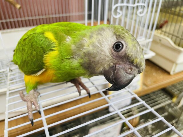 セネガルパロット