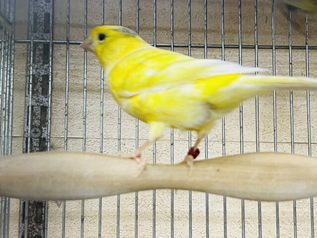 ローラーカナリア