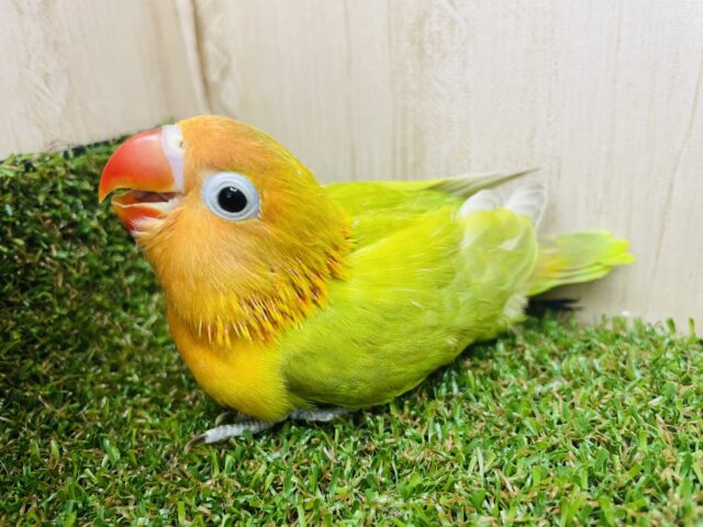 ヤマブキボタンインコ