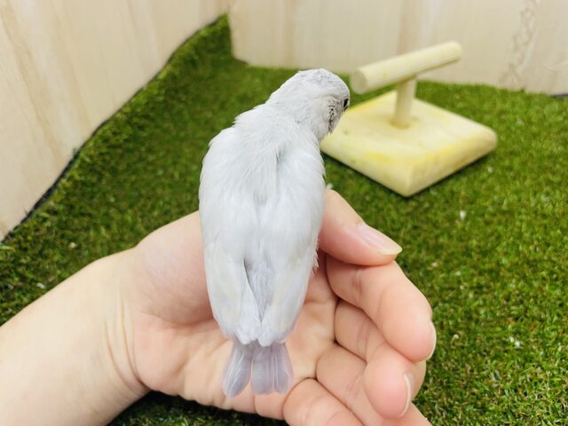 シルバー文鳥