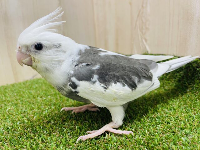 オカメインコ