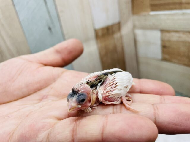 十姉妹（ジュウシマツ）