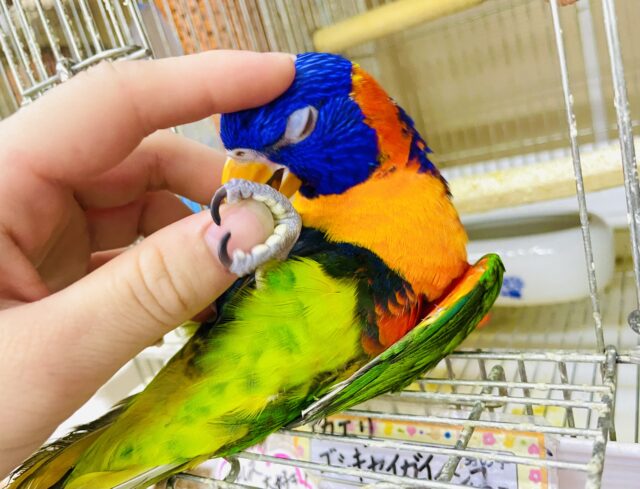 アカエリゴシキセイガイインコ