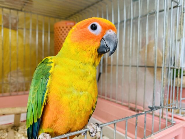 【最新画像更新✨】ちょ~ベタなれ!! コガネメキシコインコ R5 4/8撮影 コガネメキシコインコ