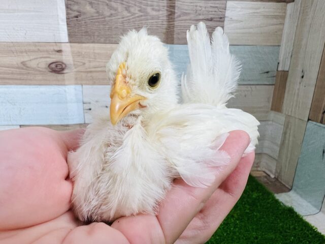 残り1羽❤すくすく成長中‼︎カツラチャボのヒヨコ〜♡ 桂チャボ(カツラチャボ)