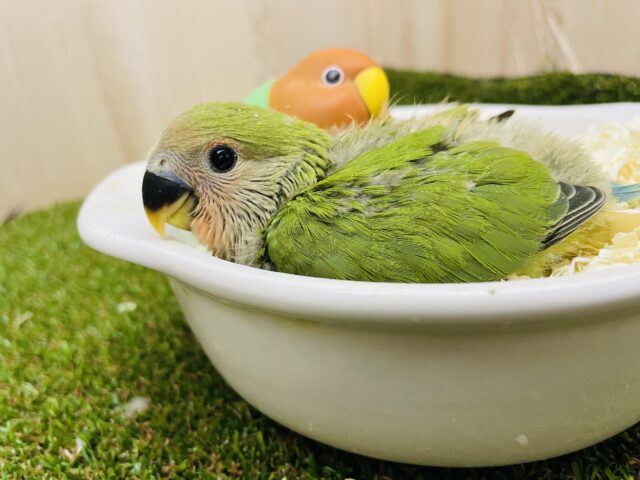 コザクラインコ（小桜インコ）