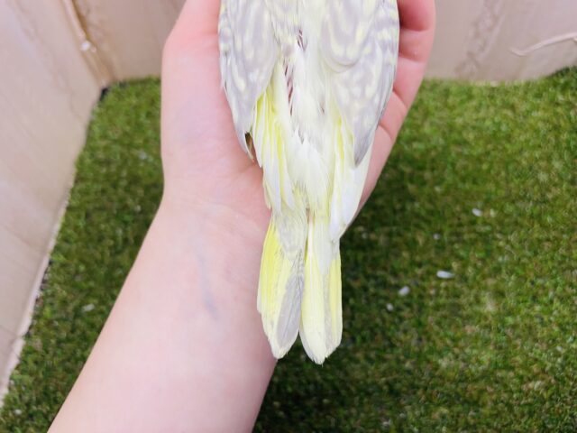 オカメインコ