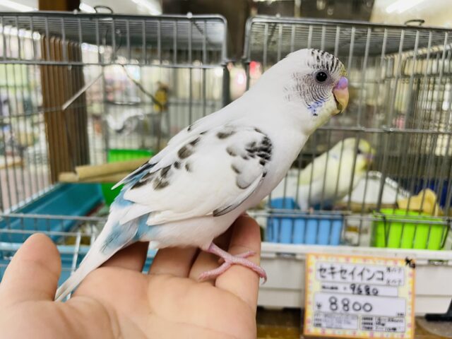 セキセイインコ