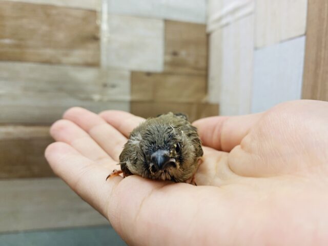 錦花鳥（キンカチョウ）