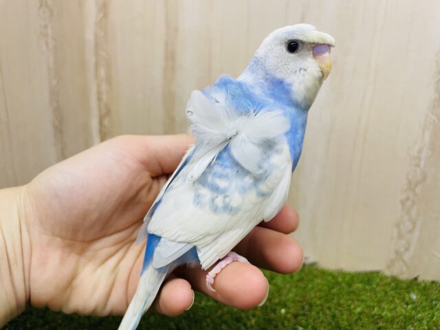 羽衣セキセイインコ