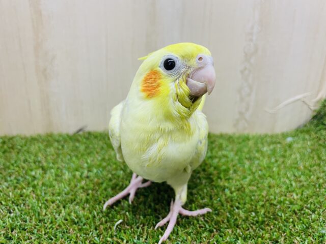 オカメインコ