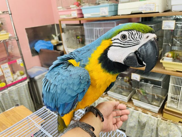 ルリコンゴウインコ
