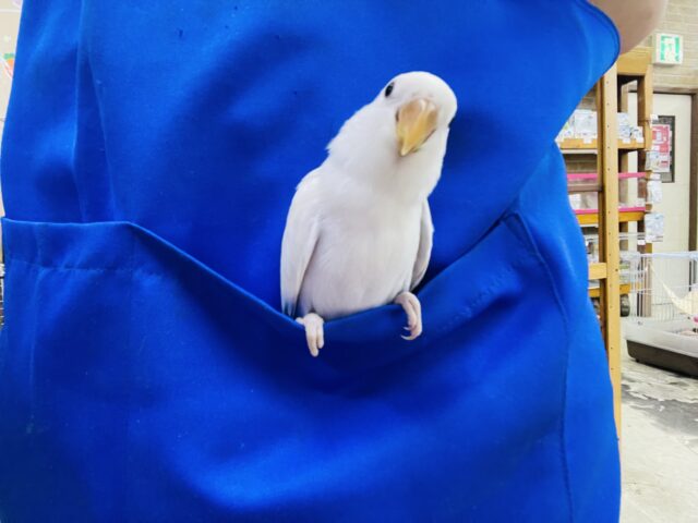 コザクラインコ（小桜インコ）