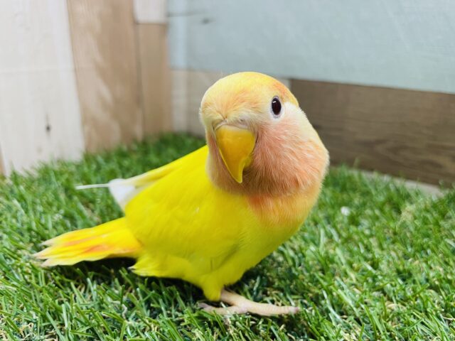 コザクラインコ（小桜インコ）