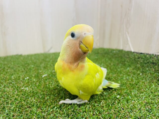 コザクラインコ（小桜インコ）