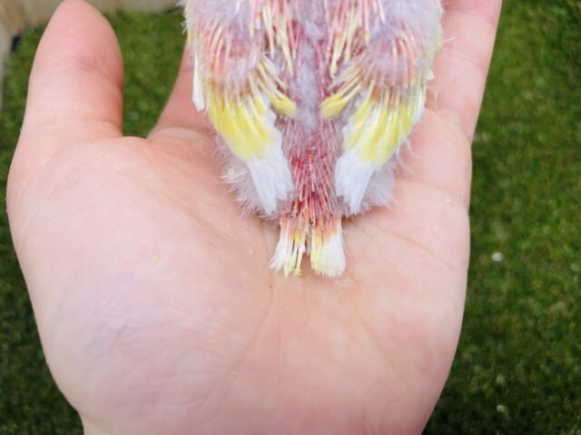 アキクサインコ（秋草インコ）