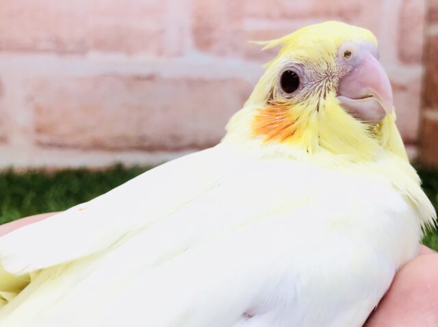 オカメインコ