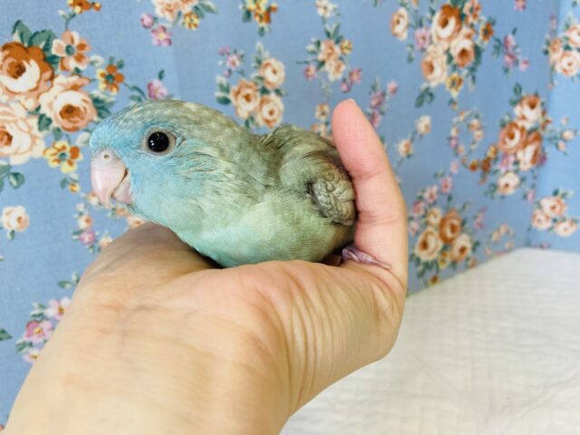 サザナミインコ