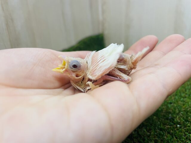 十姉妹（ジュウシマツ）