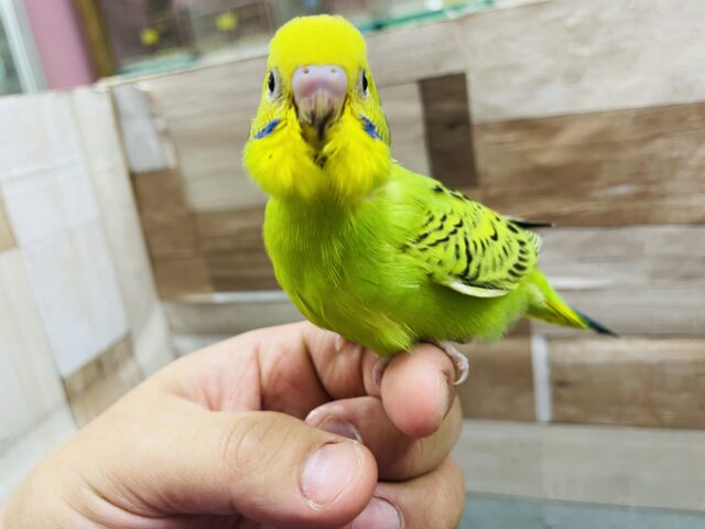 セキセイインコ