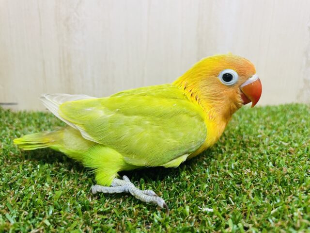 ヤマブキボタンインコ