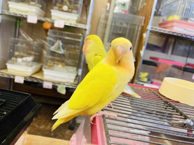 最新画像🌟激推し❤︎元気いっぱいアピールするよ🌞✨手乗りコザクラインコ(ルチノー)🪶✨ コザクラインコ(小桜インコ)