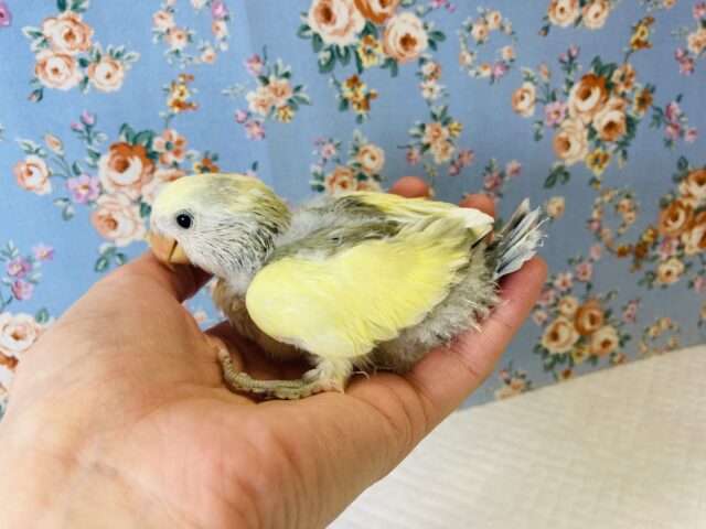 コザクラインコ（小桜インコ）
