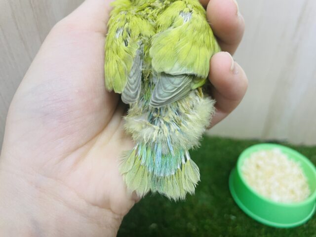コザクラインコ（小桜インコ）