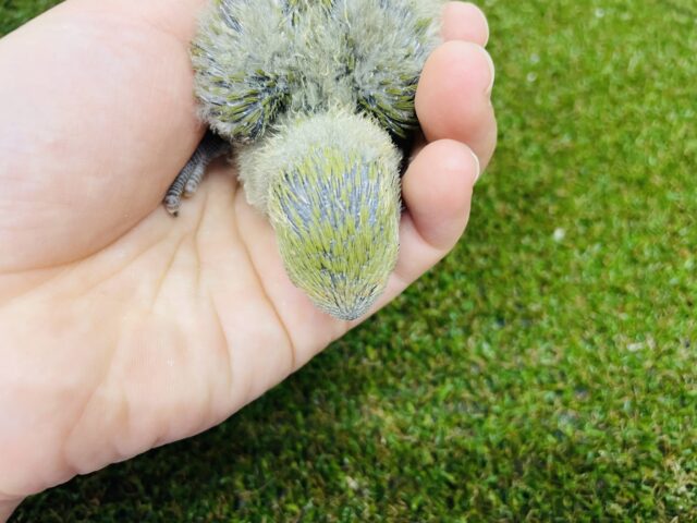 コザクラインコ（小桜インコ）