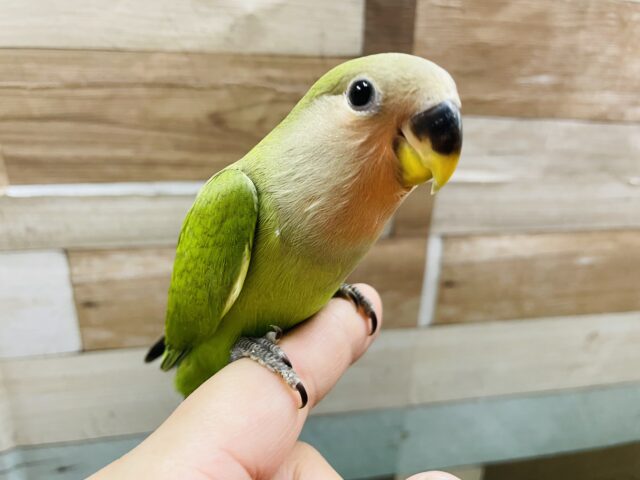 コザクラインコ（小桜インコ）