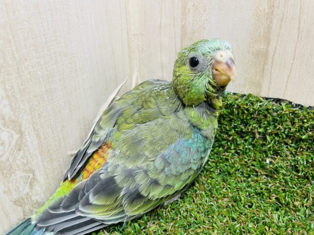 最新画像になりますよ‼️✨気高く綺麗に✨ ビセイインコ オパーリン ビセイインコ(美声インコ)