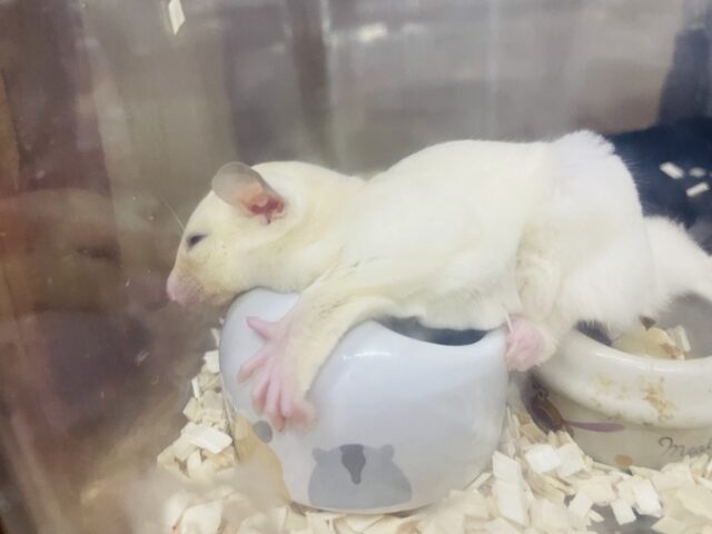 フクロモモンガ