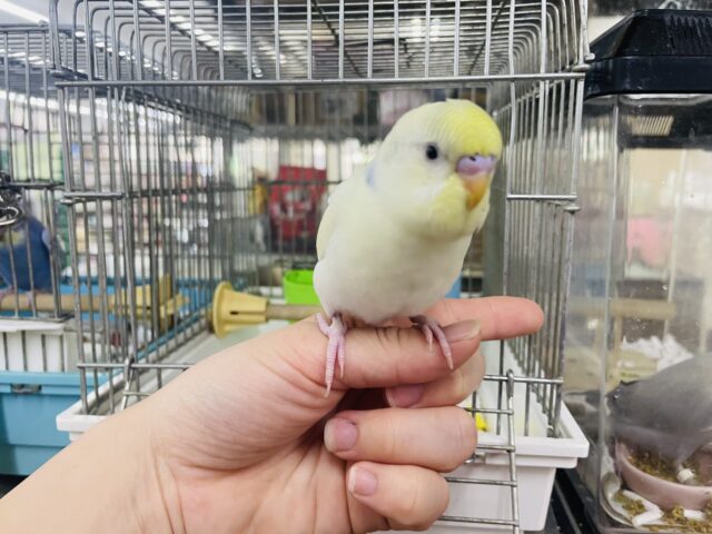 セキセイインコ