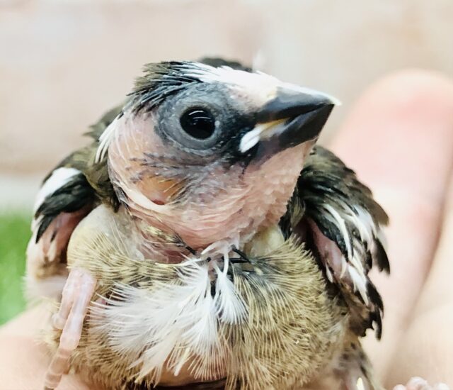 十姉妹（ジュウシマツ）