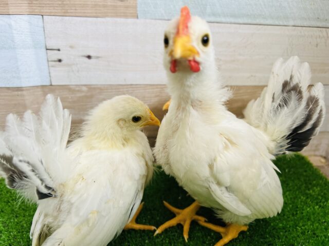 桂チャボ（カツラチャボ）