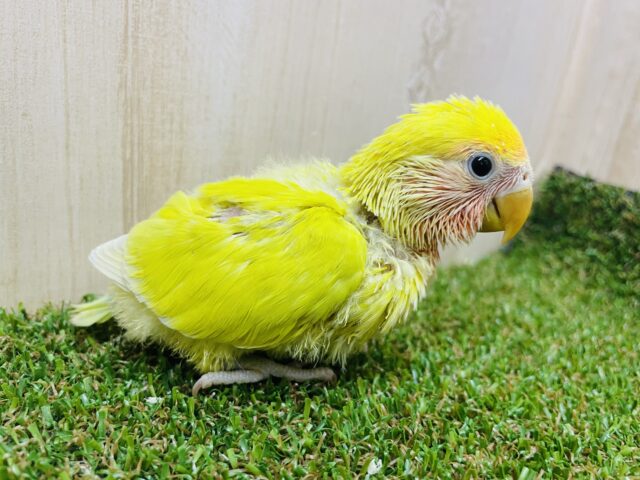 最新画像になりますよ⭐️きらびやか始まる合図!せーのっ! コザクラインコ ゴールデンチェリー コザクラインコ(小桜インコ)