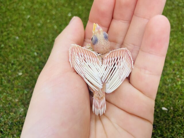 十姉妹（ジュウシマツ）