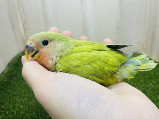 コザクラインコ（小桜インコ）