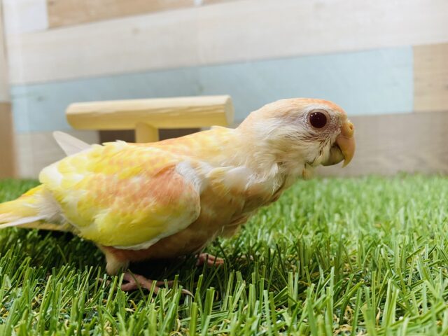 淡いピンクとイエローが素敵です⭐️アキクサインコ(ルビノー) アキクサインコ(秋草インコ)