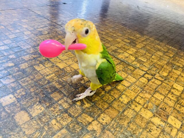 シロハラインコ