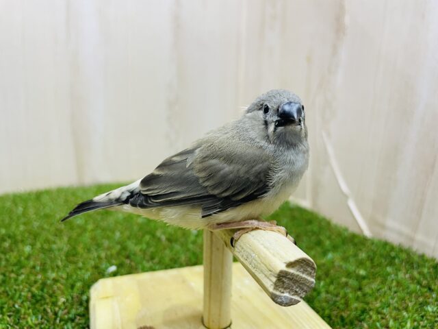 錦花鳥（キンカチョウ）