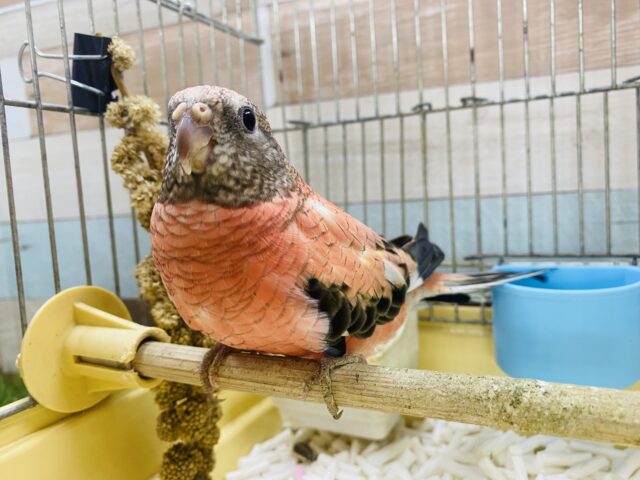 最新画像あります☆ヒナ餌卒業のロゼちゃんです♪アキクサインコのローズ! アキクサインコ(秋草インコ)