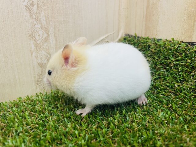 カラーハムスター