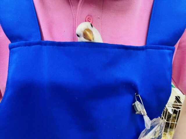 コザクラインコ（小桜インコ）