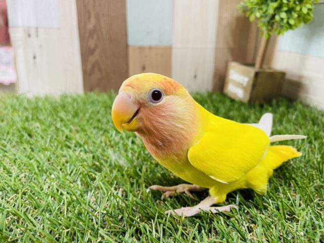 コザクラインコ（小桜インコ）
