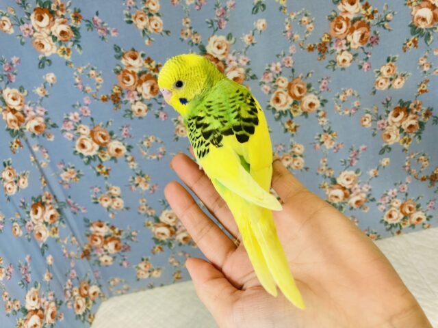 セキセイインコ