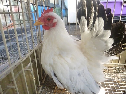 残り1羽❤すくすく成長中‼︎カツラチャボのヒヨコ〜♡ 桂チャボ(カツラチャボ)