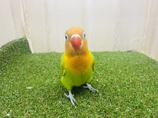 ヤマブキボタンインコ