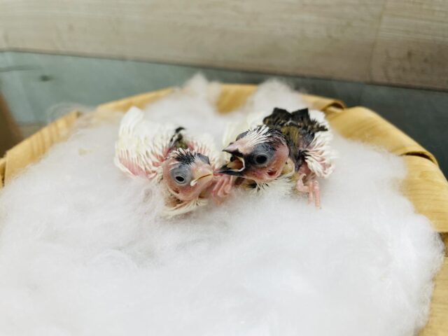 十姉妹（ジュウシマツ）